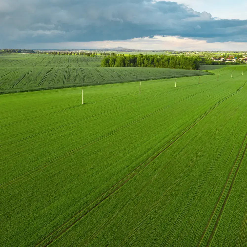 Sod farm